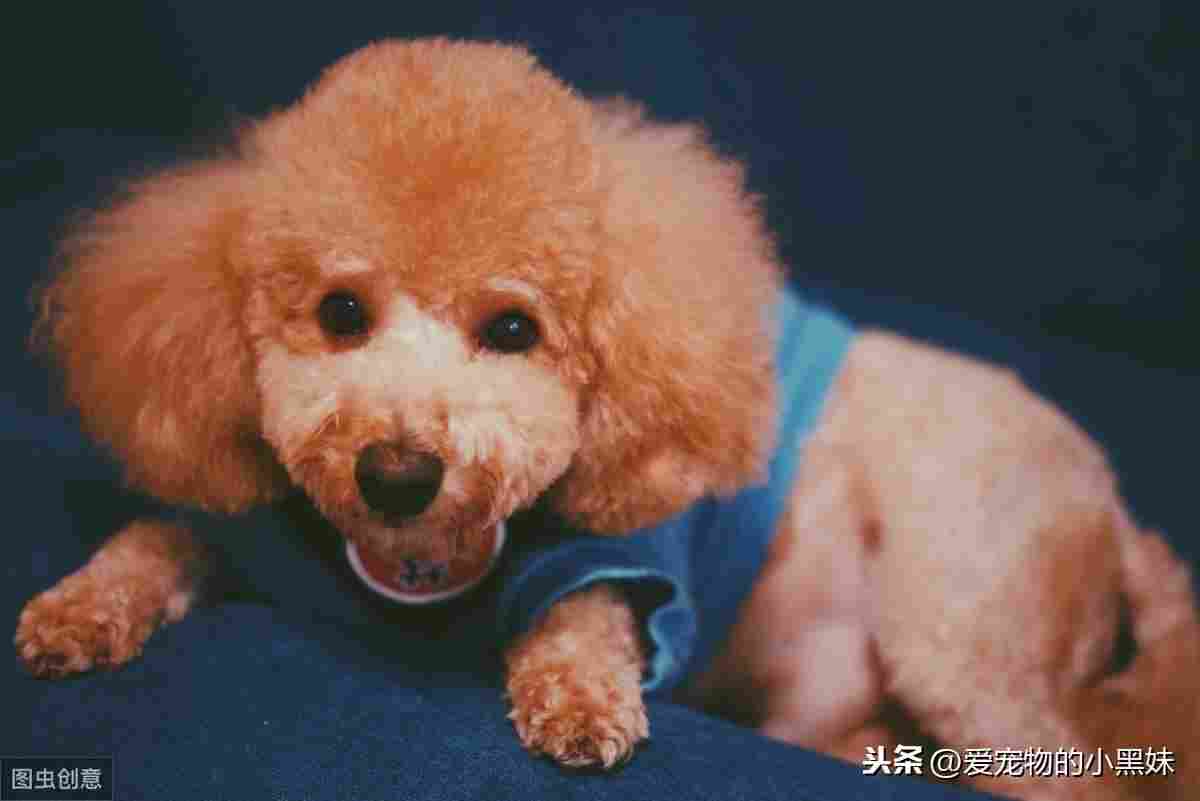 犬肢端舔舐性皮炎是什么？如何诊断及治疗？一篇文章告诉你